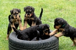 airedale65.jpg